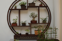 miniature display of Australian native plants as bonsai
