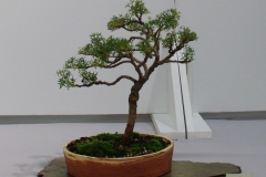 Grevillea patentidoa ssp.platypoda