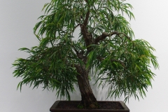 Agonis flexuosa (willow myrtle)