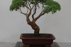 Melaleuca incana (grey honey myrtle)