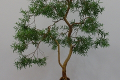 Leptospermum madidum var. sativum (weeping tea tree)