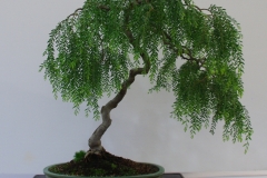 Acacia howittii prostrate form (sticky wattle)