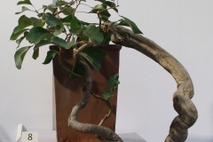 Brachychiton populneus (kurrajong)
