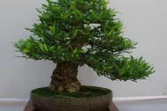 Banksia aemula (Wallum banksia)