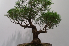 Agonis flexuosa (willow myrtle)