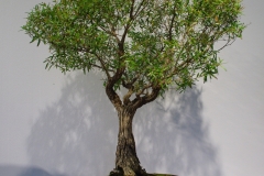 Leptospermum petersonii (lemon-scented tea tree)