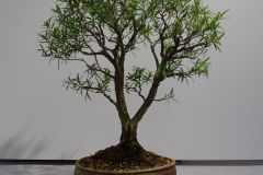 Callistemon viminalis ('Captain Cook')