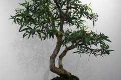 Eucalyptus sp. (gum)