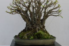 Ficus rubignosa (Port Jackson fig)