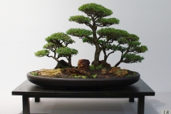Leptospermum laevigatum (coastal tea tree)