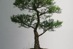 Melaleuca bracteata (black tea tree or river tea tree)