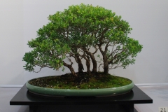 Leptospermum laevigatum (coastal tea tree)