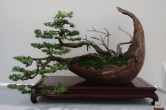 Leptospermum laevigatum (coastal tea tree)