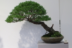 Leptospermum laevigatum (coastal tea tree)