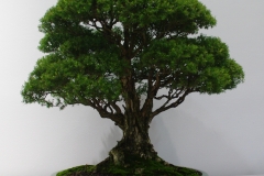 Melaleuca styphelioides (prickly paperbark)