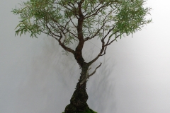 Eucalyptus nichollii (willow peppermint)