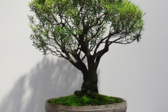 Leucopogon parviflorus  (coastal bearded heath)