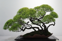 Melaleuca bracteata 'Golden Gem'