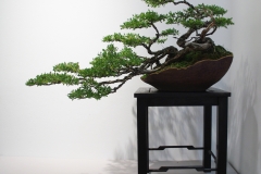 Leptospermum laevigatum (coastal tea tree)