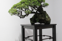 Kunzea ambigua (tick bush)