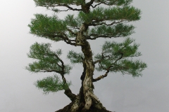 Melaleuca raphiophylla (swamp paperbark)