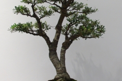 Banksia marginata 'Mini-Marg' (silver banksia)