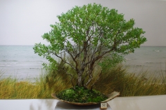 Leptospermum laevigatum (coastal tea tree)