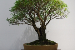 Eucalyptus camalulensis (river red gum)