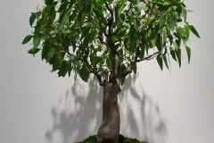 Eucalyptus regnans (mountain ash)