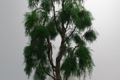 Lagarostrobus franklinii (Huon pine)