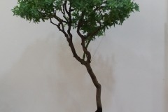 Acacia baileyana (Cootamundra wattle)