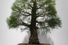 Allocasuarina torulosa (rose sheoke)