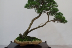 Kunzea ericoides (burgan)