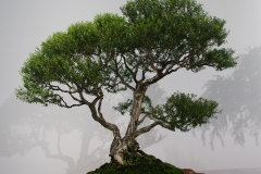 Melaleuca stypheloides (prickly paperbark)