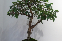 Corymbia ficifolia (flowering gum)