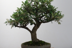 Banksia integrifolia (coastal banksia)