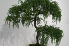 Acacia howittii (sticky wattle)