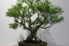 Callistemon viminalis 'Captain Cook'  (bottle brush)