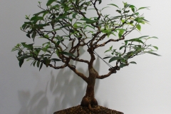 Lophostemon confertus (Queensland box or brush box)