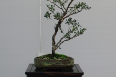 Leptospermum sp. (tea tree)