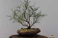 Eucalyptus wimmerensis (Wimmera mallee box)