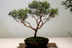 12 Leptospermum petersonii, lemon scented tea tree
