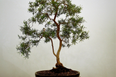 13 Leptospermum madidum var. sativum, weeping tea tree