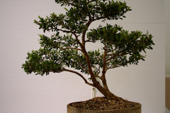 19 Leptospermum laevigatum