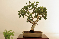 2 Eucalyptus leucoxylon, yellow gum (2)