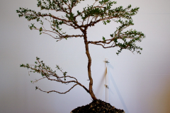 20 Leptospermum scoparium, Manuka myrtle