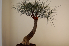 23 Brachychiton rupestris, Queensland bottle tree