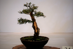 24 Kunzea ericoides, burgan