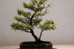 25 Leptospermum petersonii, lemon scented tea tree