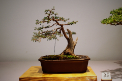 35 Kunzea ericoides burgan